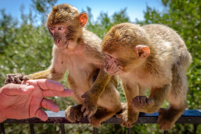 3.30Hrs Private Victory Diamond Rock Tour in Gibraltar - Barbary macaques at Upper Apes Den: the only wild European ones