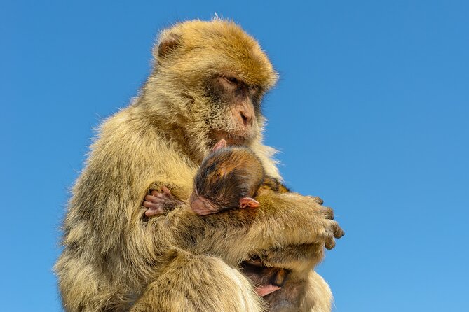 3hrs Private Historical Tunnel Tour - Stop 4: Barbary Macaque feeding station, close encounters with rules