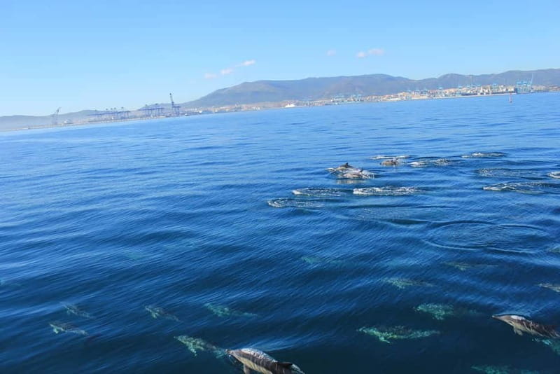 Bay of Gibraltar: Dolphin Cruise - Key things I’d prioritize on this cruise
