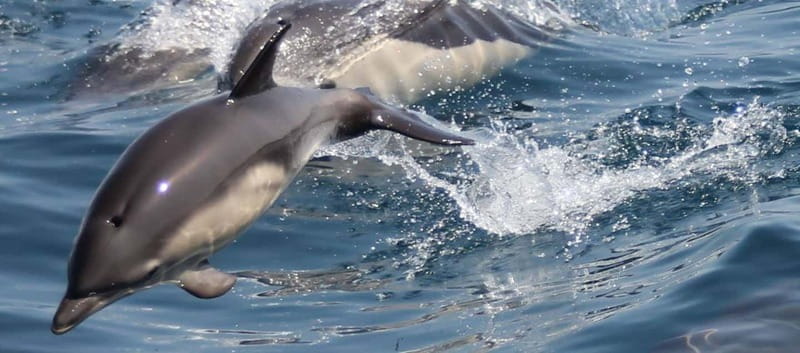 Bay of Gibraltar: Dolphin Cruise - Setting Sail in Gibraltar’s Dolphin Playground
