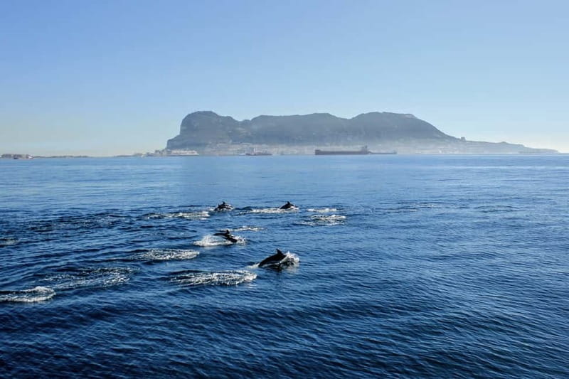 Bay of Gibraltar: Dolphin Cruise - Where You Meet and How to Plan Your Arrival
