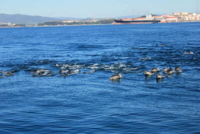 Bay of Gibraltar: Dolphin Cruise