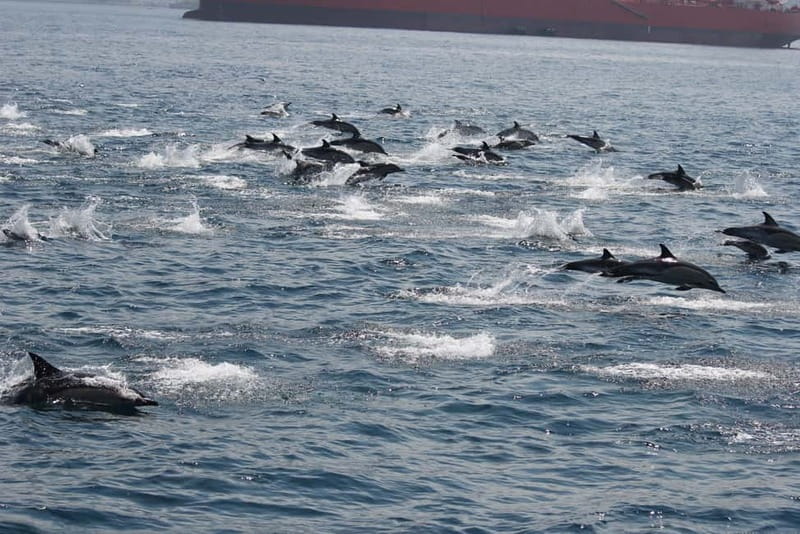 Bay of Gibraltar: Dolphin Cruise - A Note on Reliability: The One Thing to Watch