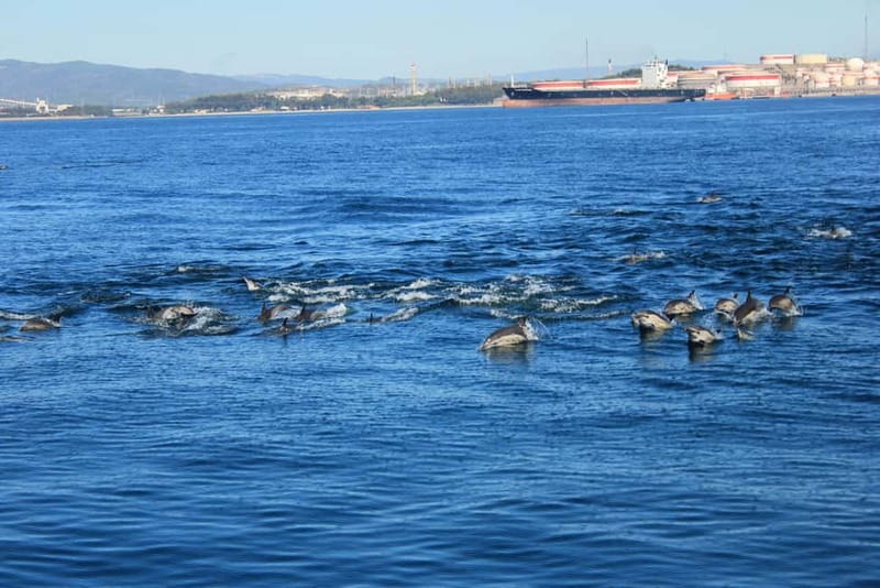 Bay of Gibraltar: Dolphin Cruise - Price and What You’re Really Paying For