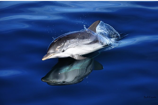 Dolphin Watching Excursion in Gibraltar - The Yellow boat experience, from easy boarding to clear viewing