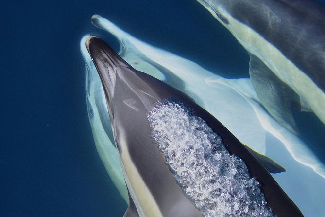 Dolphin Watching Excursion in Gibraltar - Stop 2: Dolphin Adventure, plus marine-biologist level insights