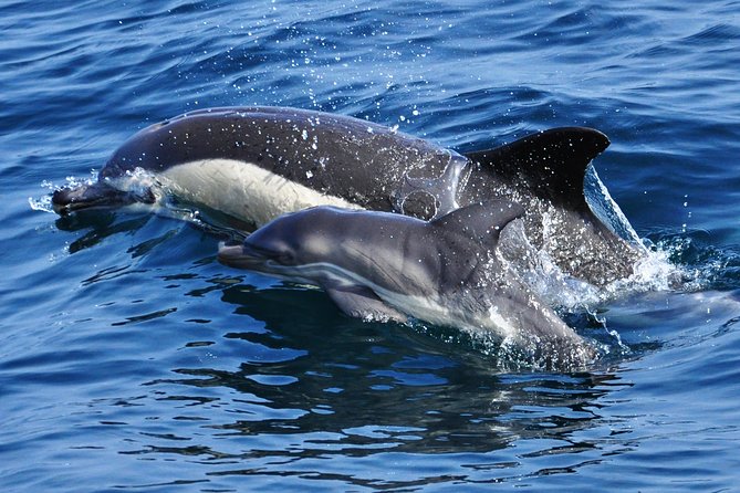 Dolphin Watching Excursion in Gibraltar - Stop 3: Ocean Village, plus the return to your base