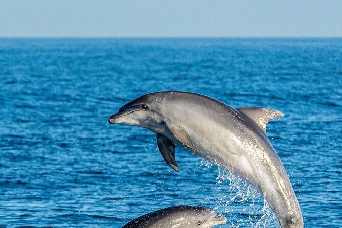 Dolphin Watching Excursion in Gibraltar - Price, and why $38.83 can be a smart wildlife value