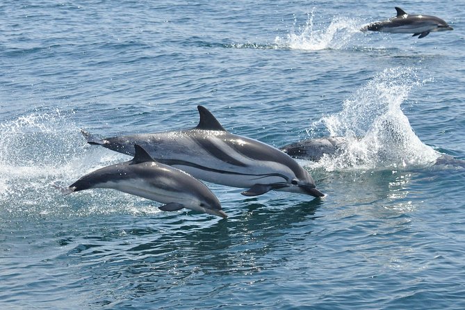 Dolphin Watching Excursion in Gibraltar - What responsible dolphin watching looks like on the water