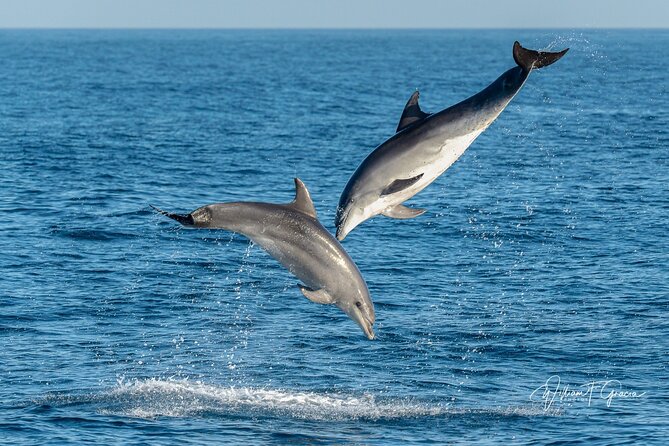 Dolphin Watching Excursion in Gibraltar - When dolphins do and do not show up