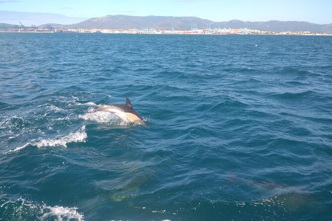 Dolphin Watching in Gibraltar with Dolphin Safari - Marina Bay Square Meeting Point, and How You Avoid the First Head-Scratch