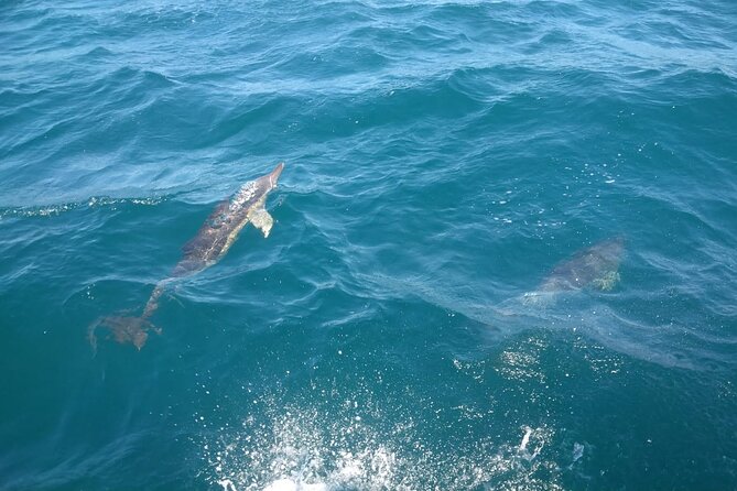 Dolphin Watching in Gibraltar with Dolphin Safari - On-Board Comfort: Drinks, Crisps, and the Diesel Fumes Note