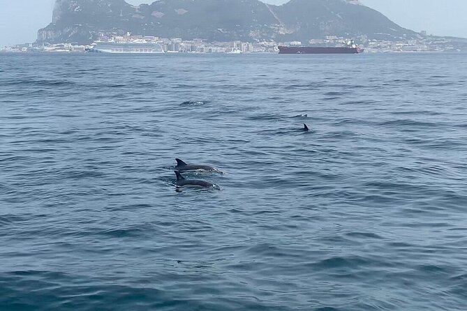 Dolphin Watching in Gibraltar with Dolphin Safari - Gibraltar Timing: When Booking 42 Days Ahead Makes Sense