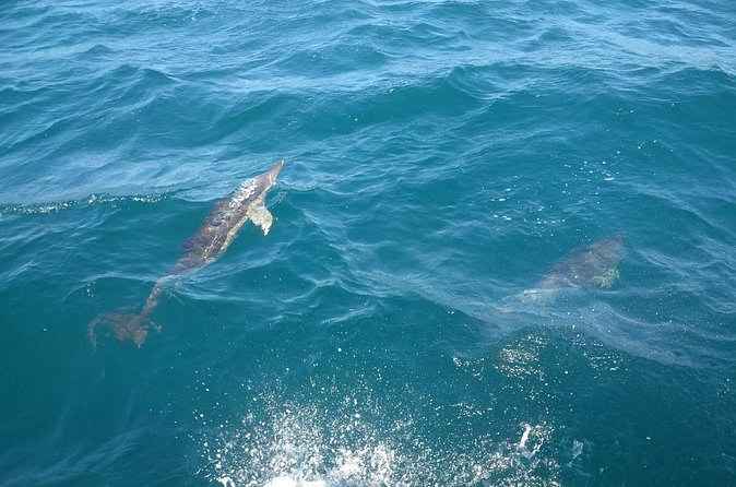 Dolphin Watching in Gibraltar with Dolphin Safari - Who This Dolphin Safari Trip Fits Best