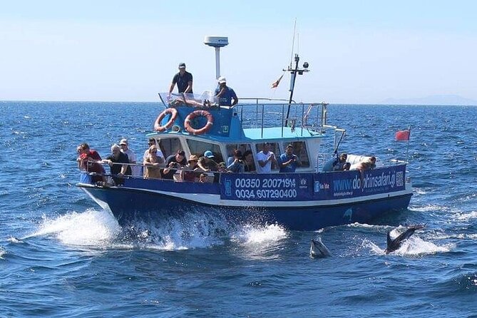 Dolphin Watching in Gibraltar with Dolphin Safari - Should You Book Dolphin Watching With Dolphin Safari in Gibraltar?
