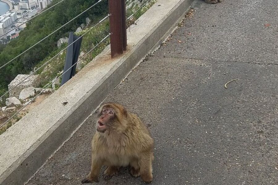 Explore Gibraltar with a Private Guide from Malaga. - Timing tip: what the start time really means