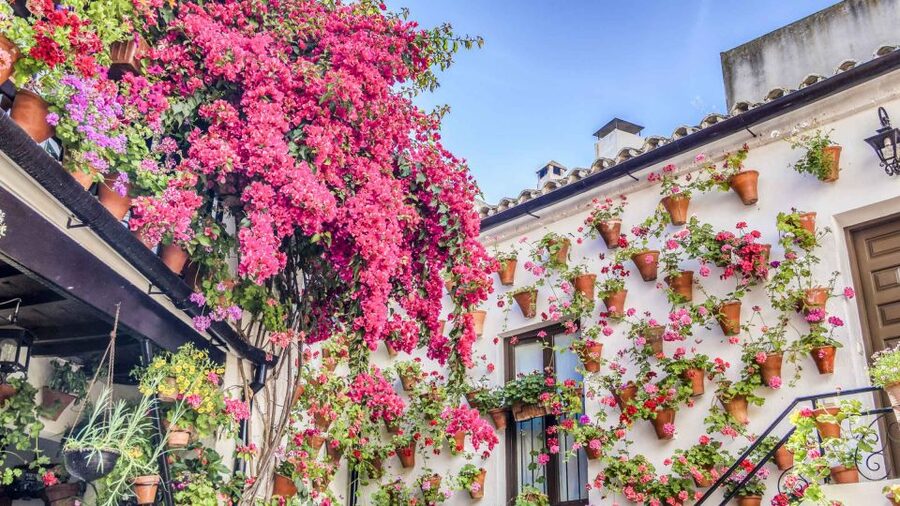 From la Costa del Sol: One Day in Córdoba + Mezquita - The guided Historic Center walk, where the details actually count