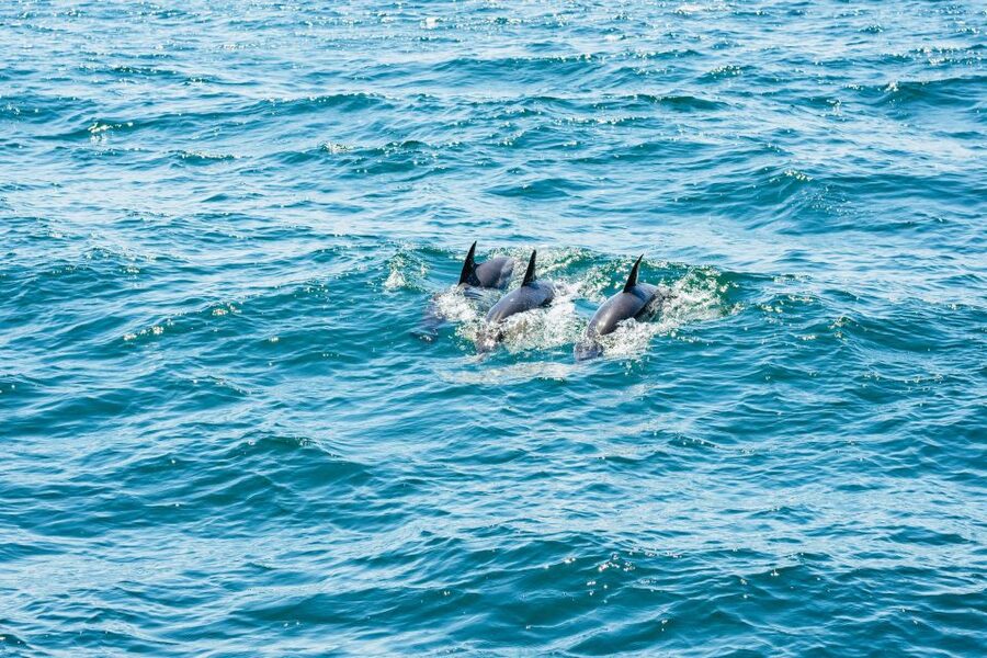 From Malaga: Day trip to Gibraltar and Dolphin Boat Tour - What you get for around $73 per person