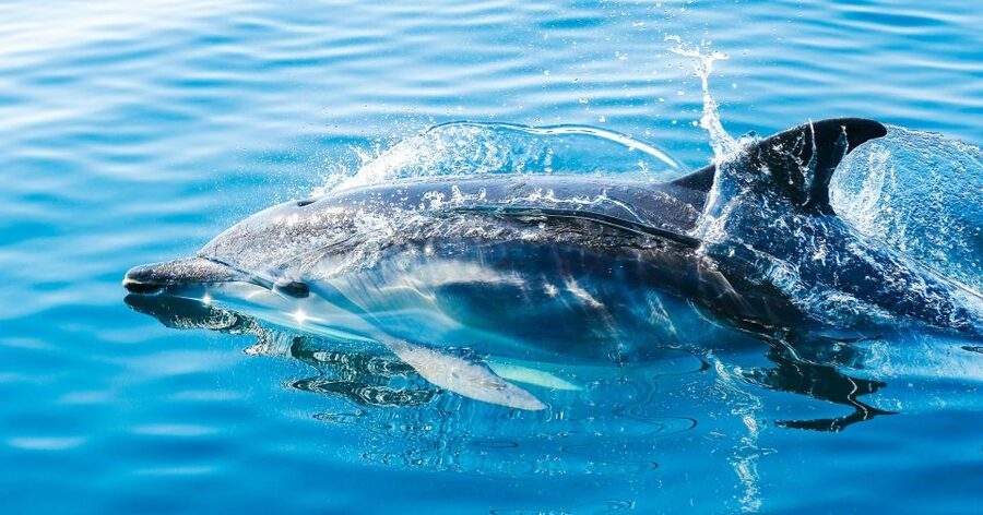 From Malaga: Day trip to Gibraltar and Dolphin Boat Tour - How the Malaga to Gibraltar coach ride sets the pace