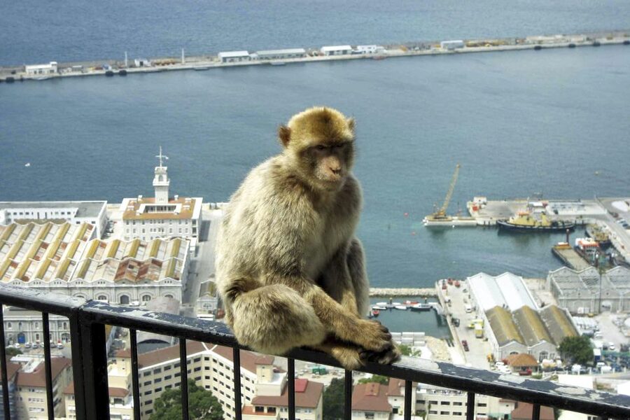 From Seville: Day Trip to Gibraltar - Quick hits before you go