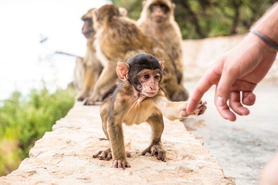 From Seville: Day Trip to Gibraltar - The draw: Gibraltar’s Rock, Africa views, and a very strange sense of place