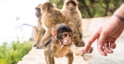 Day Trip to Gibraltar