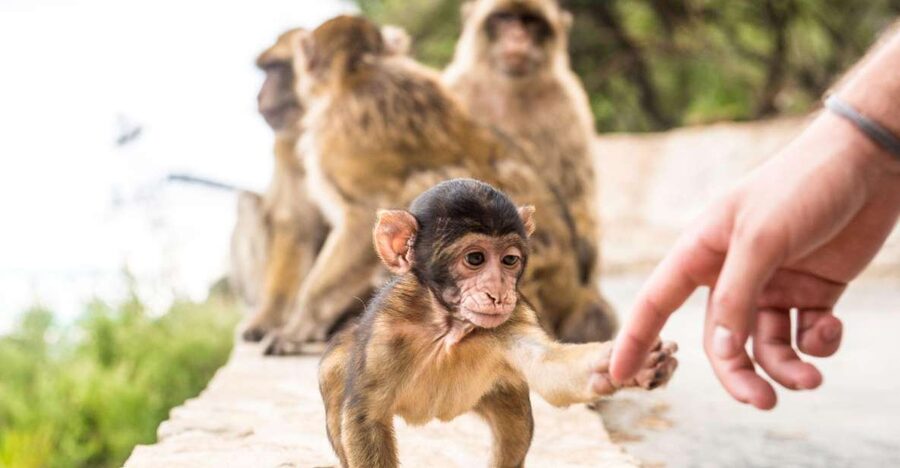 From Seville: Day Trip to Gibraltar - Price and what you really get for $152 per person