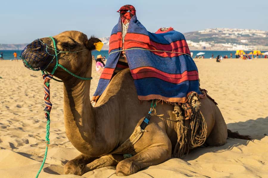 From Seville: Gibraltar and Tangier 2-Day Trip with Hotel - The Rock Tour, Nature Reserve, and the monkey moment