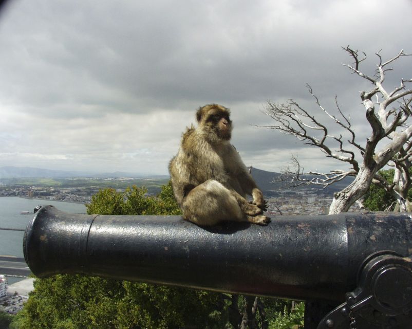 From Seville: Private Tour of Gibraltar - Key things to know