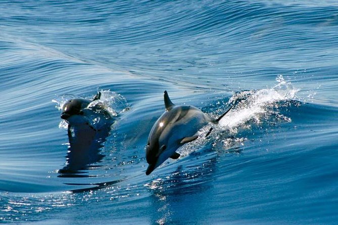 Gibraltar Dolphin Adventure - Key things to know before you go