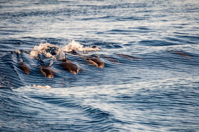 Gibraltar Dolphin Adventure - Why a 75-minute dolphin cruise fits Gibraltar so well