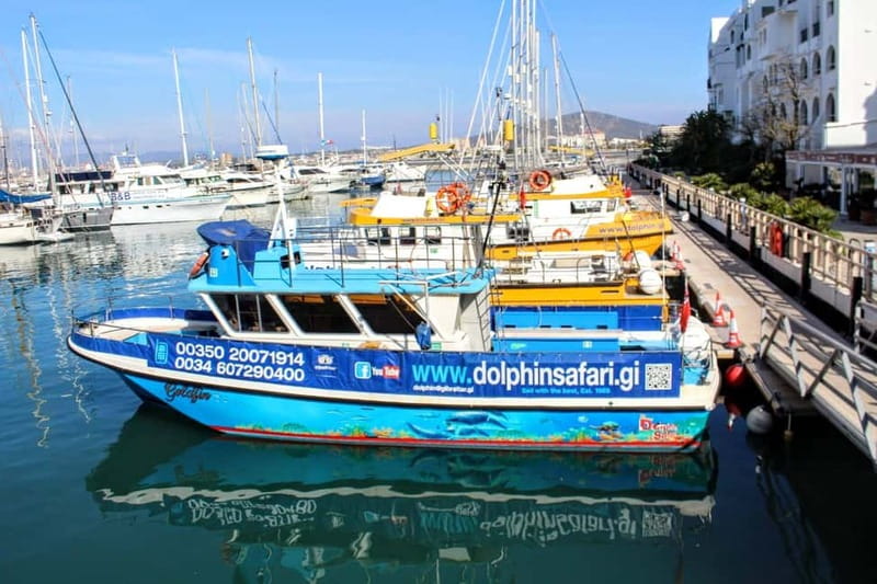 Gibraltar: Dolphin Watching Boat Tour - Key Highlights Worth Booking For