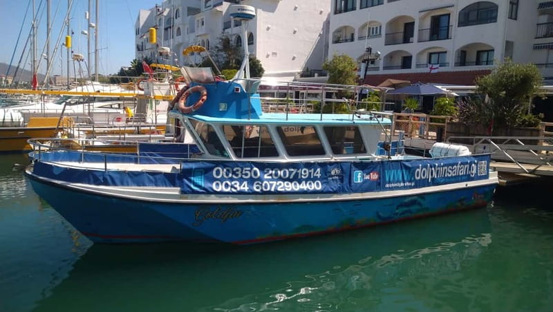 Gibraltar: Dolphin Watching Boat Tour - What You’ll See in the Straits: Dolphins, Plus the Whale Maybe