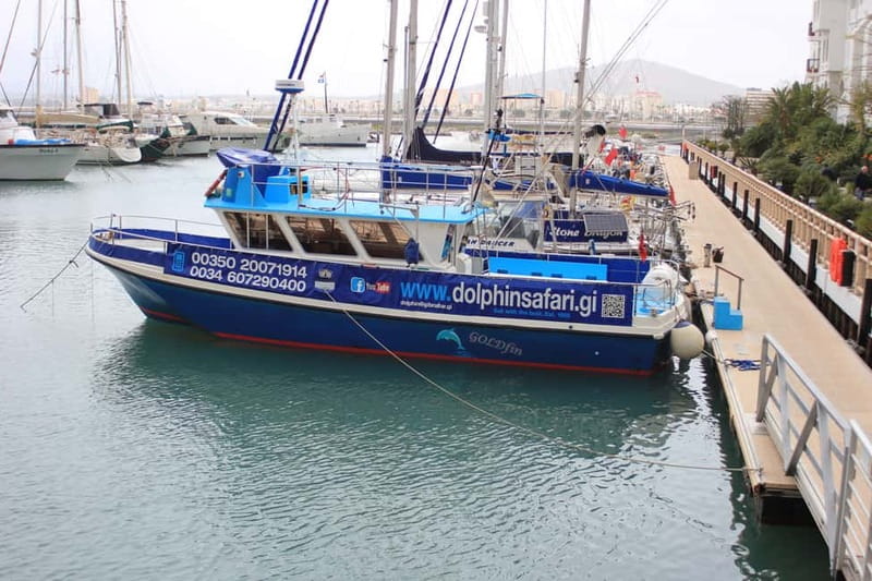 Gibraltar: Dolphin Watching Boat Tour - How the 90 Minutes Play Out (Without Wasting Your Time)