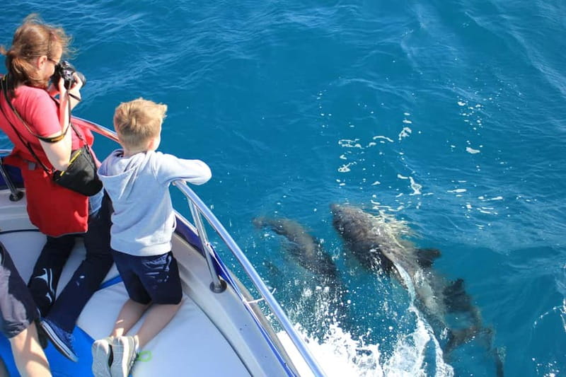Gibraltar: Dolphin Watching Boat Tour - Close Views and Better Photos: Practical Tips That Actually Help