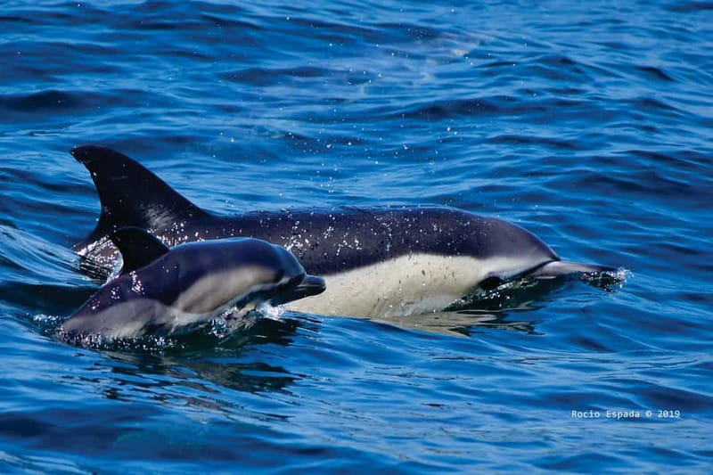 Gibraltar: Dolphin Watching Tour - Gibraltar Dolphin Watching: Why This Tour Feels Special