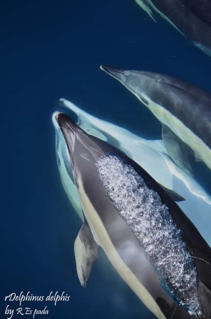 Gibraltar: Dolphin Watching Tour - Marina Bay Check-In and the Gibraltar Border Reality