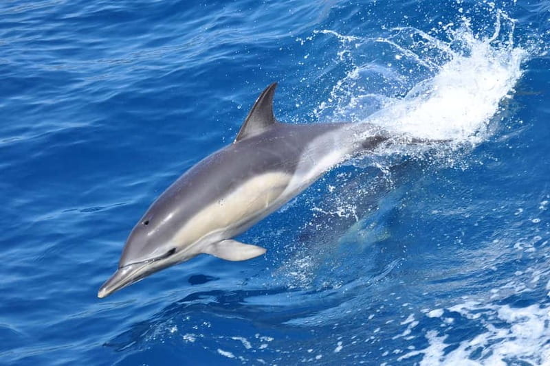 Gibraltar: Dolphin Watching Tour - Spotting 3 Dolphin Species in the Strait of Gibraltar