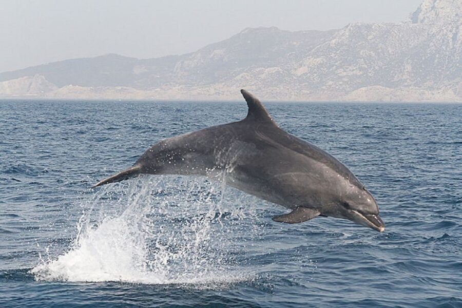 Gibraltar Dolphins Watching Day Trip from Seville - Key points to know before you go