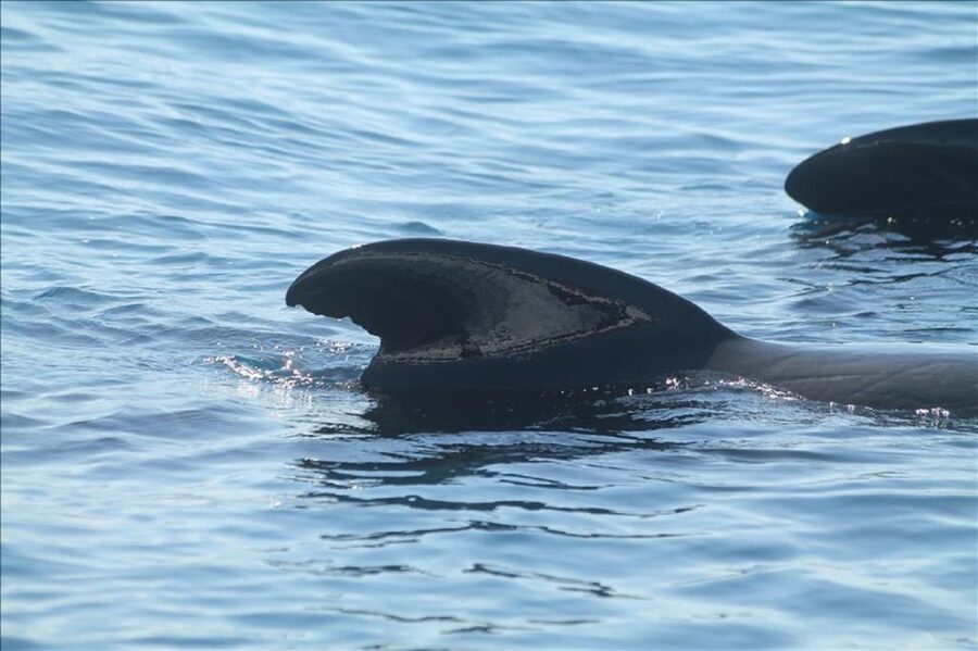 Gibraltar Dolphins Watching Day Trip from Seville - Should you book the Seville to Gibraltar dolphins day trip?