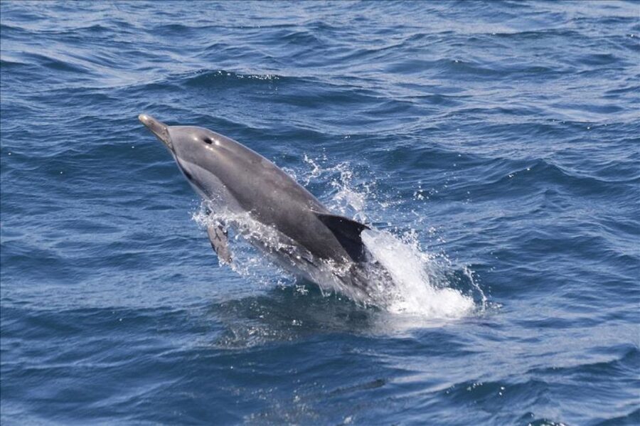 Gibraltar Dolphins Watching Day Trip from Seville - Seville to Gibraltar, the long transfer that actually makes sense