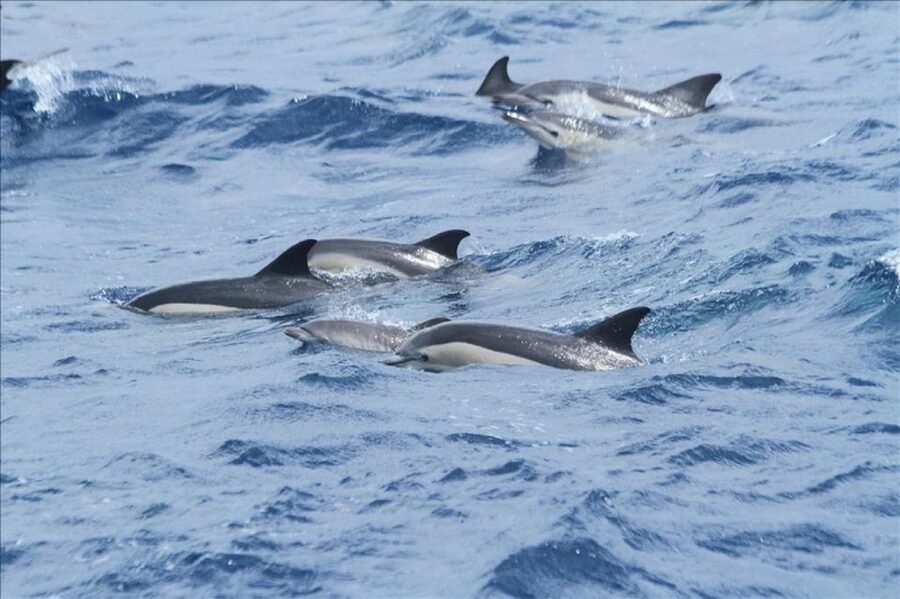 Gibraltar Dolphins Watching Day Trip from Seville - Dolphin spotting in real life: respect, timing, and what to watch for