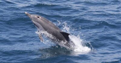 Gibraltar Dolphins Watching Day Trip from Seville