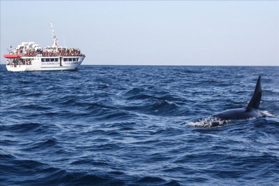 Gibraltar Dolphins Watching Day Trip from Seville - Gibraltar City after the cruise: how to use your afternoon
