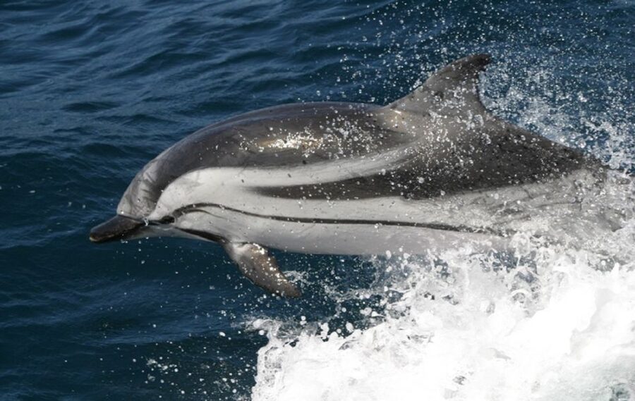 Gibraltar Dolphins Watching Day Trip from Seville - Price and value: what $128 really buys you