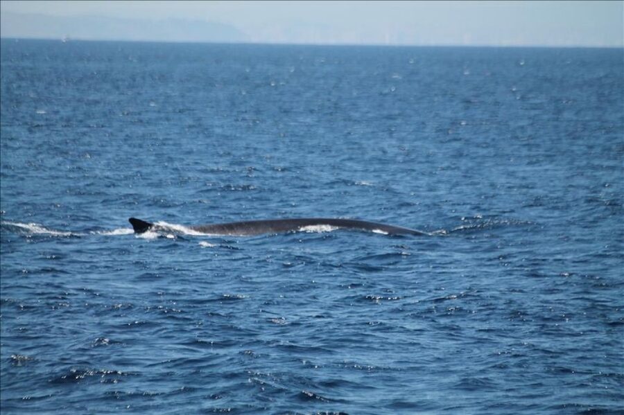 Gibraltar Dolphins Watching Day Trip from Seville - Guides, language, and the moments that make it feel real
