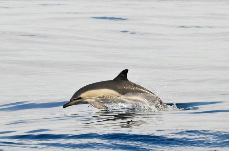 Gibraltar Dolphins Watching Day Trip from Seville - Who this day trip suits, and who should skip it