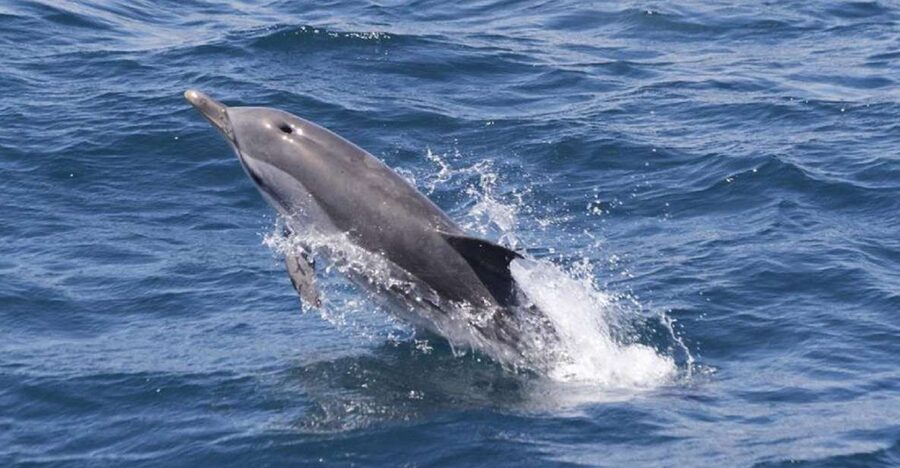Gibraltar Dolphins Watching Day Trip from Seville - Cruising the Strait of Gibraltar biosphere reserve