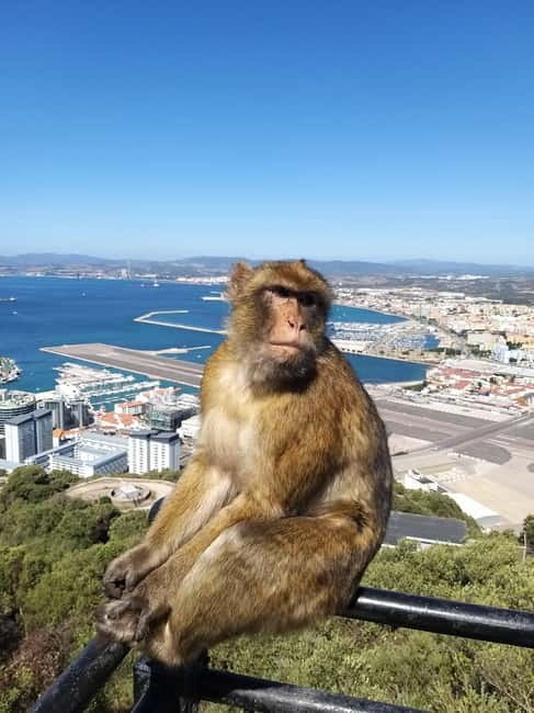 Gibraltar: Guided Tour by Bus Including Tickets - Price and Value: What $63 Buys in 90 Minutes