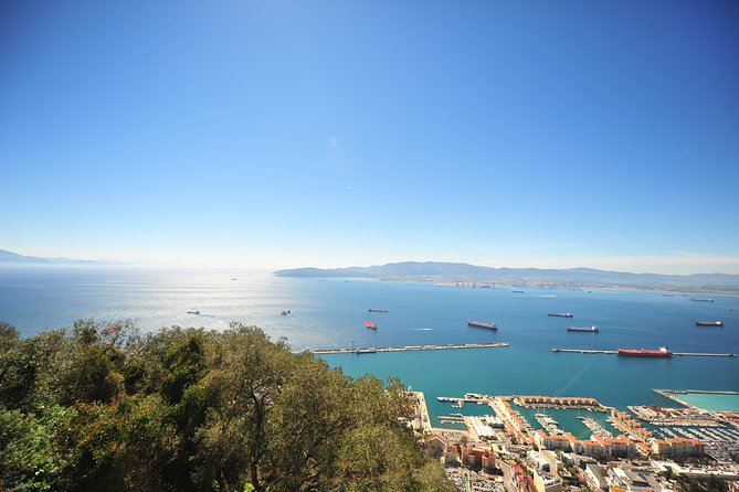 Gibraltar Inside Out Panoramic Tour 1hrs Plus - Barbary macaque feeding station at Upper Apes Den